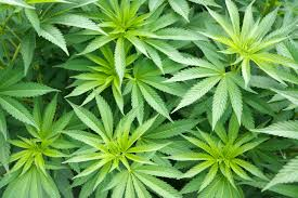 cannabis.png