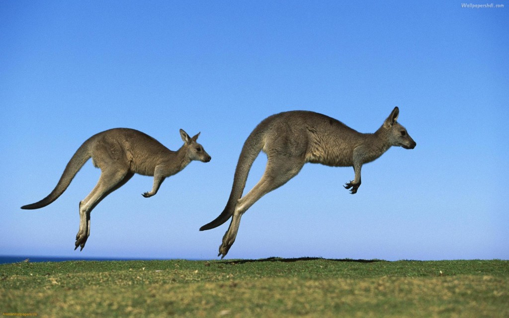kangaroo-1024x640.jpg